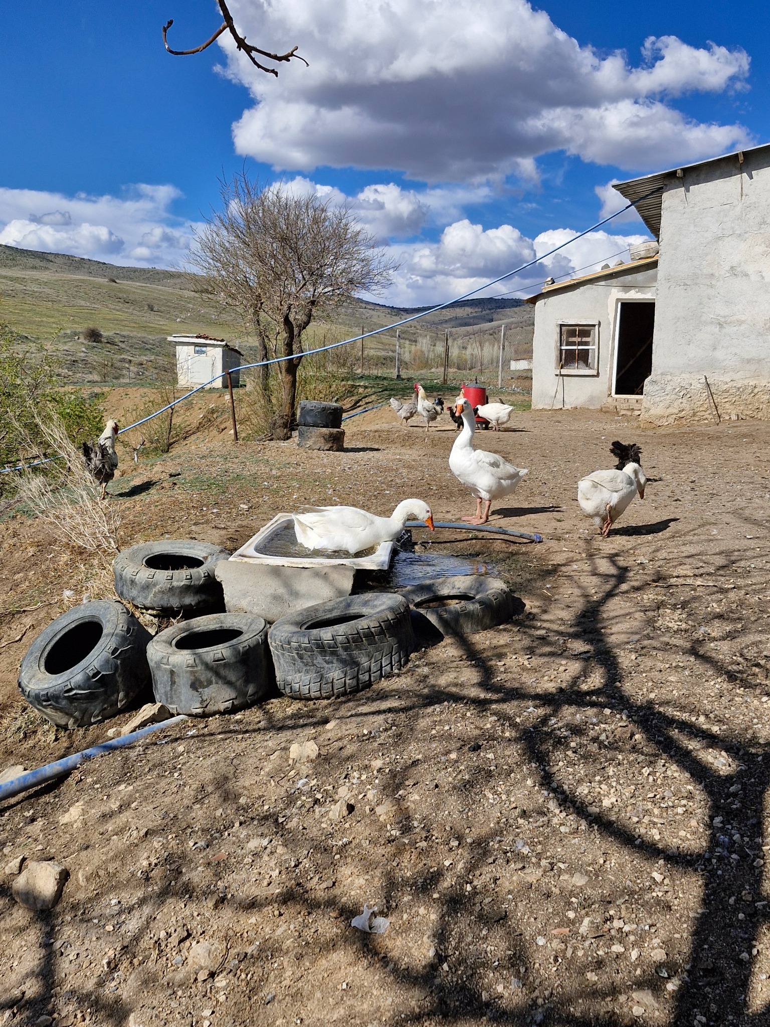 Yetişkin Kaz 3